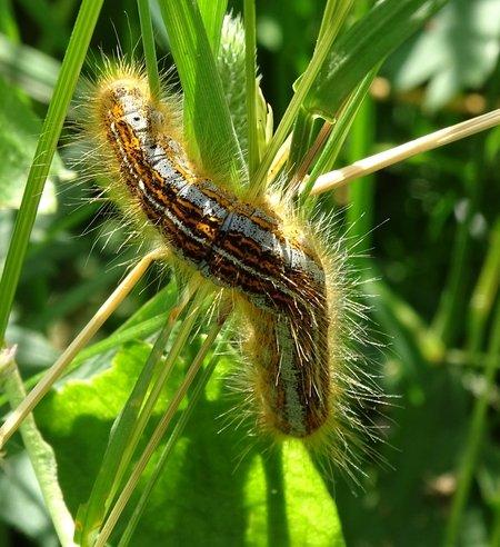 Malacosoma sp.